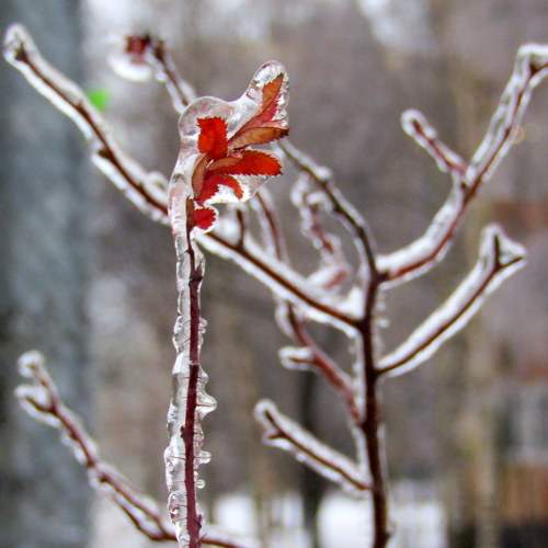 Photo #8538585