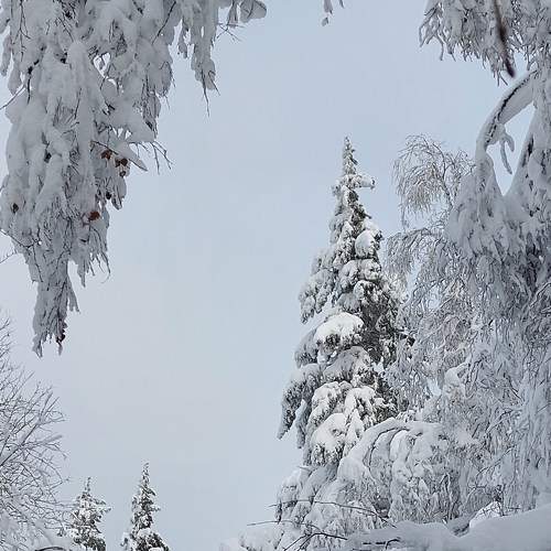 Photo #8540205