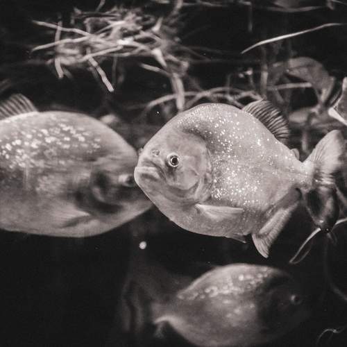 Photo #8543640
