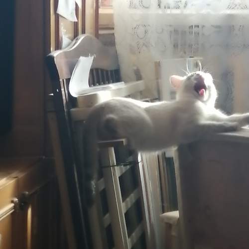 Photo #8543681