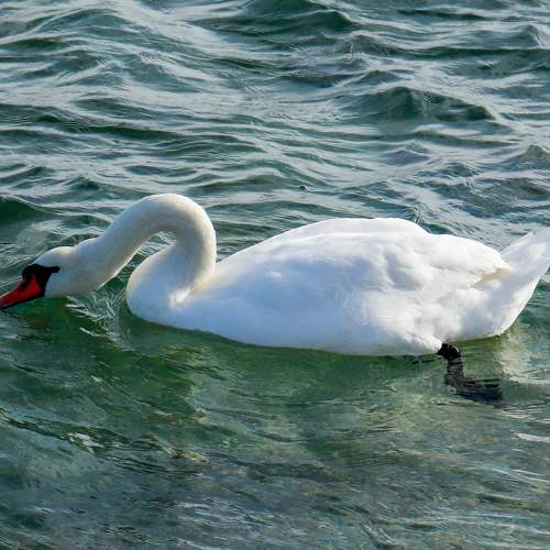 Photo #8545316
