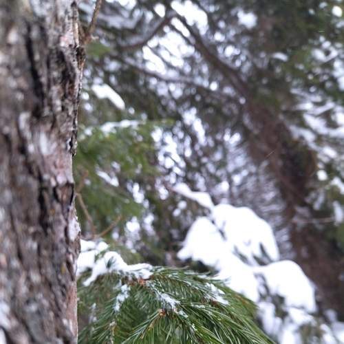 Photo #8546433
