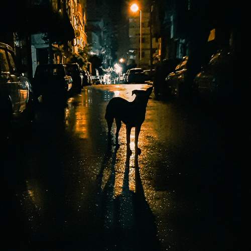 Photo #8553768