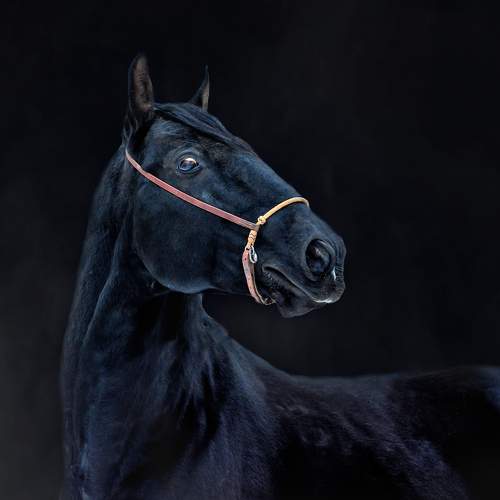 Фотография #8557309