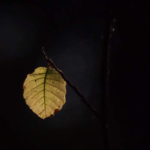 Photo #8558816
