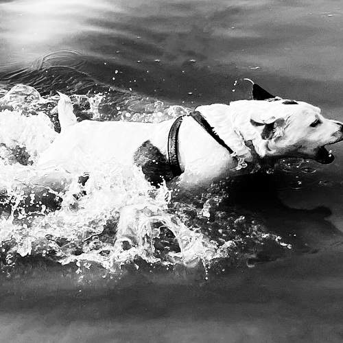 Photo #8560847