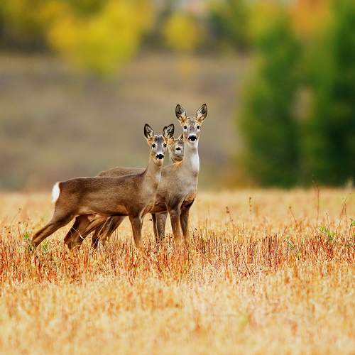 Photo #8562950