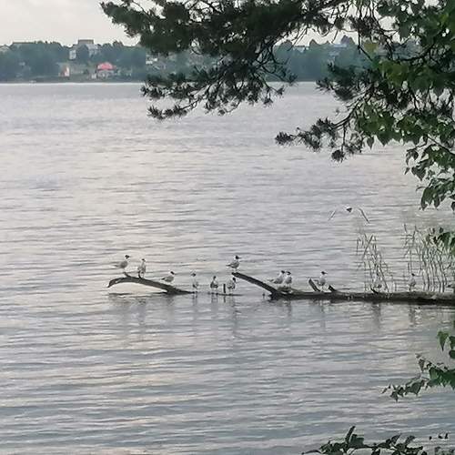 Photo #8564964