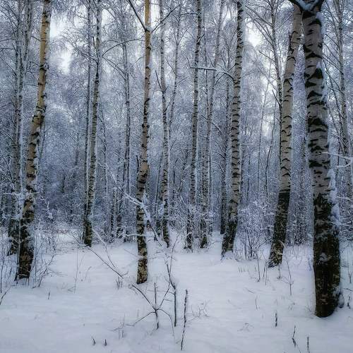 Photo #8567233