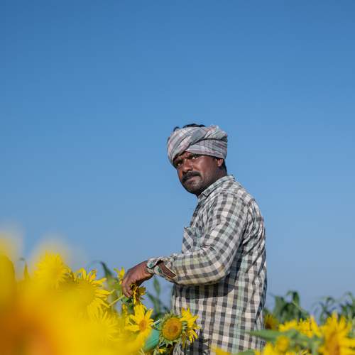 Sunflower breeding and pollination by a farmer
