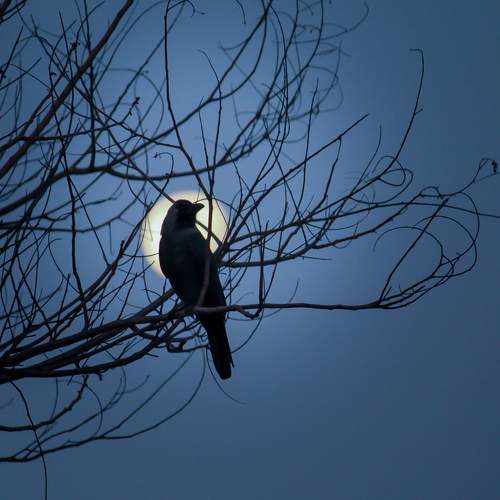 Photo #8567995