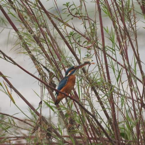 Photo #8570725