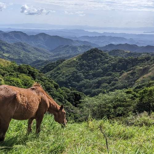Horse grazing in bright sunny landscape
