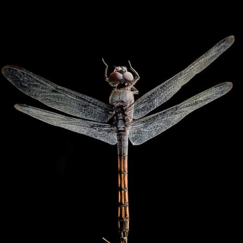 Photo #8576702