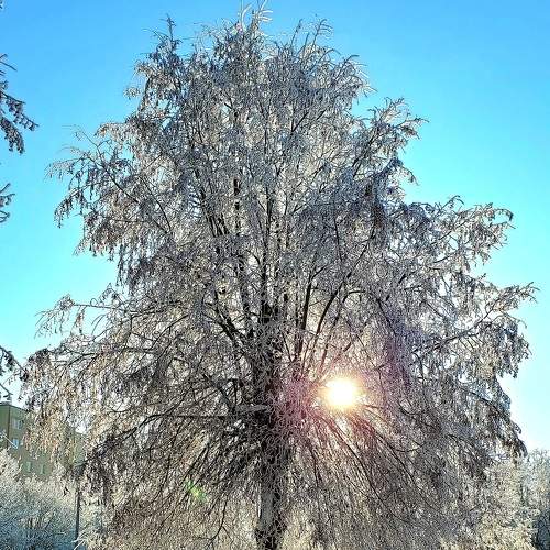 Photo #8581281