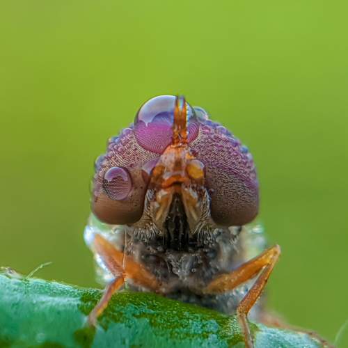 Photo #8583307
