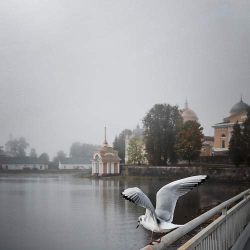 Photo #8584282
