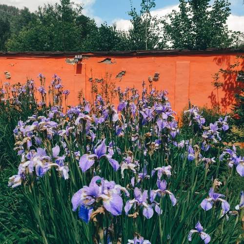 Photo #8585991
