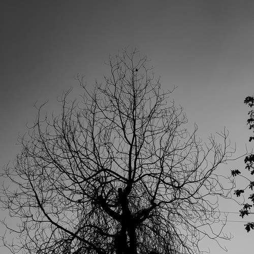 Photo #8586902