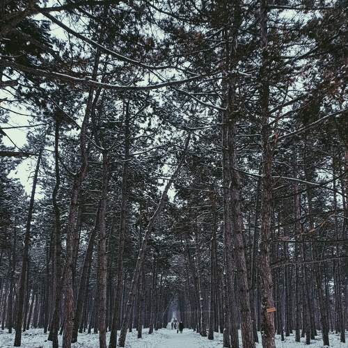 Photo #8588087