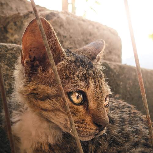 A cute little cat behind the bars.