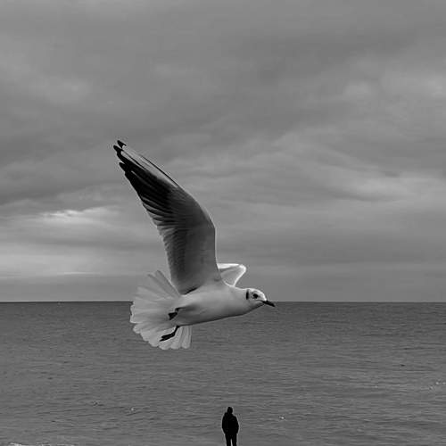 Photo #8595424