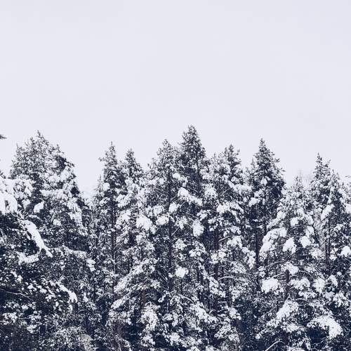 Photo #8597292