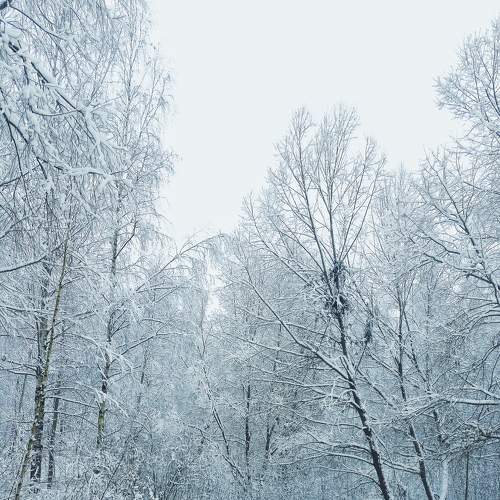 Photo #8597338