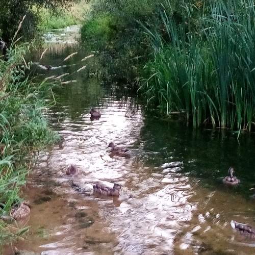 Photo #8598843