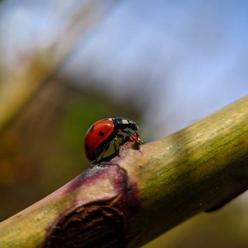 Photo #8599653
