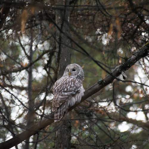Photo #8601182
