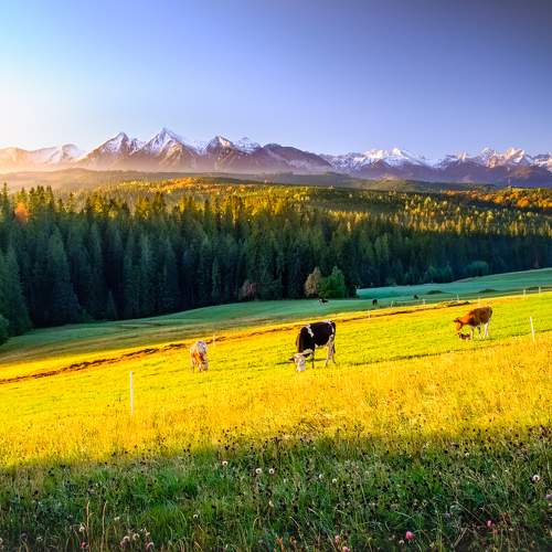 Photo #8603264