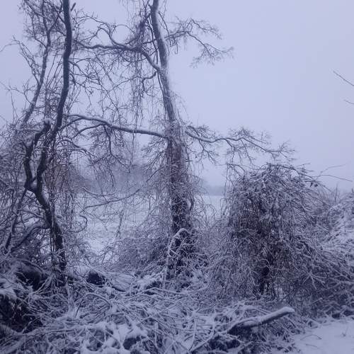 Photo #8603715