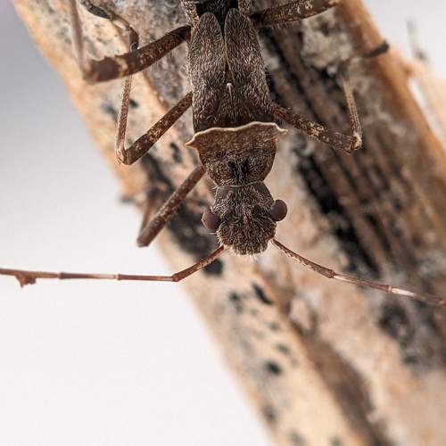 Photo #8607673