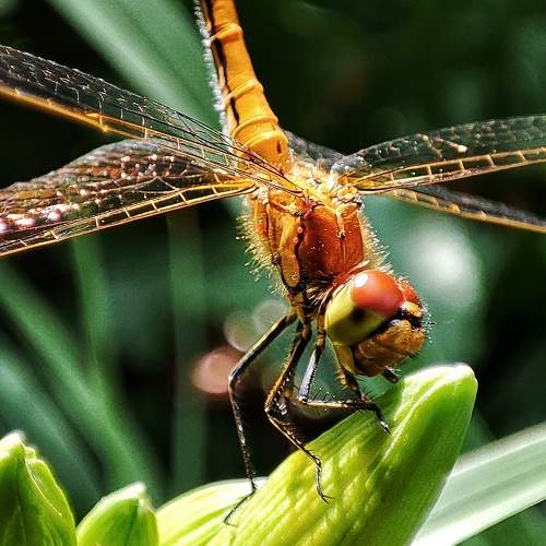 Photo #8608176