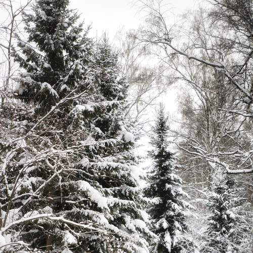 Photo #8608500