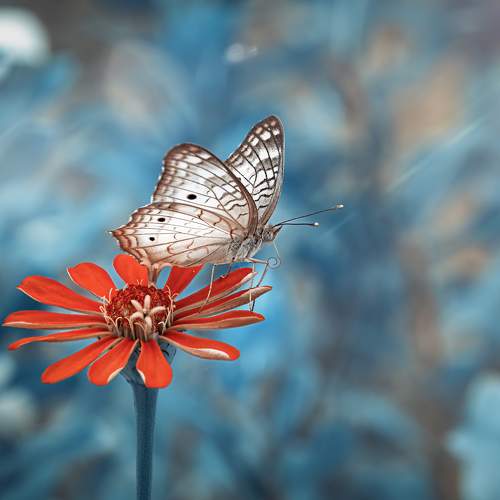 Magic Butterfly