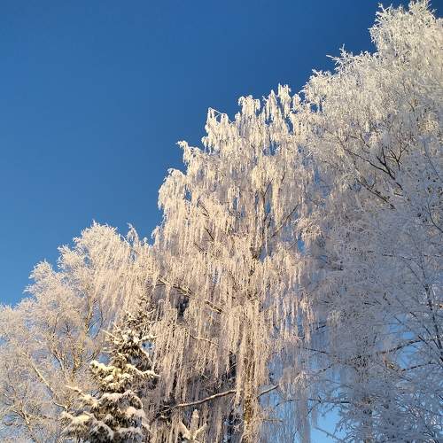Photo #8610629