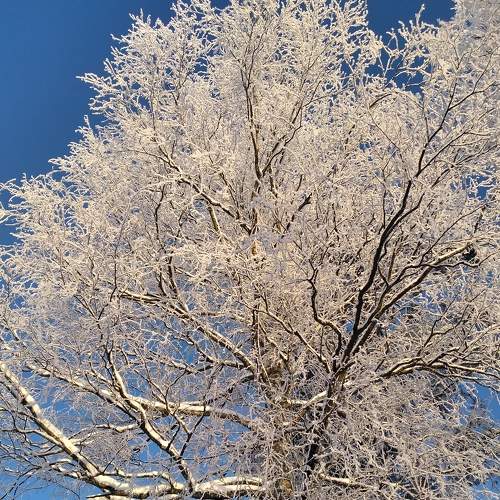 Photo #8610989