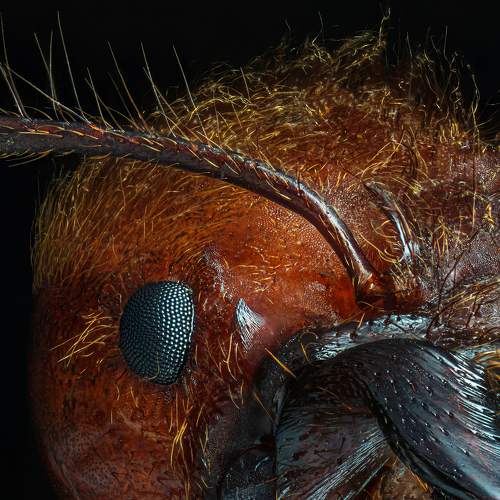 Soldier Ant