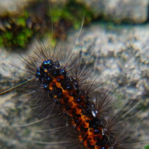 Photo #8611546