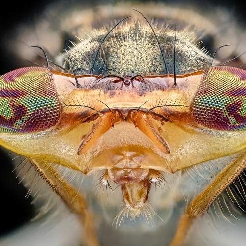 Hammerhead Shark Fly