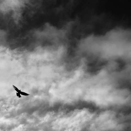Photo #8612730