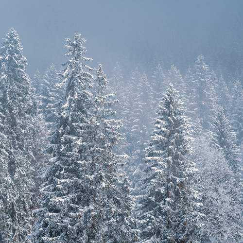 Photo #8616615