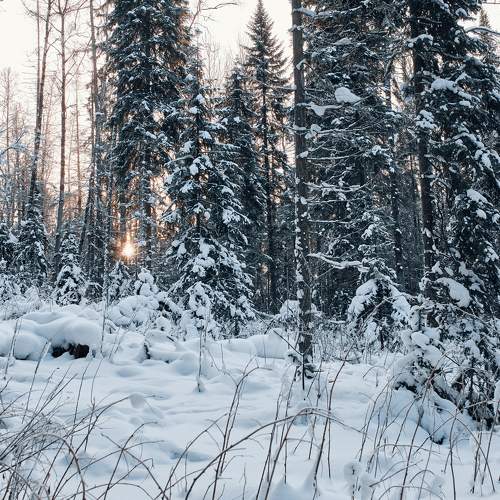 Photo #8619277