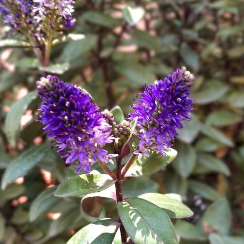 Photo #8619700