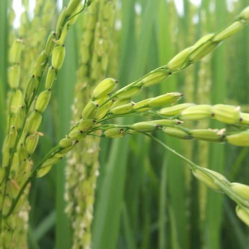 Paddy to feed the next generations