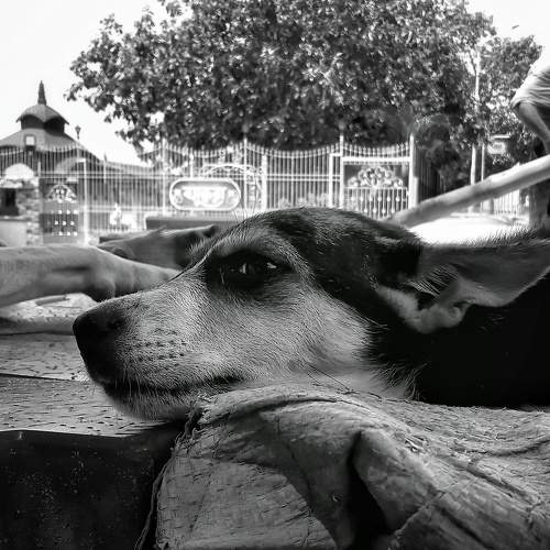 Photo #8621235