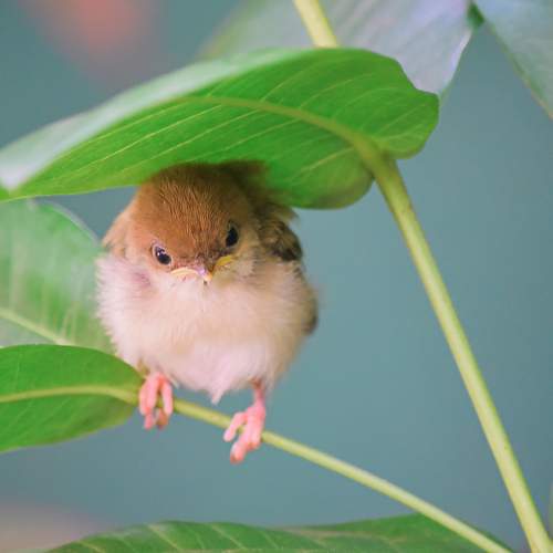 Photo #8622155