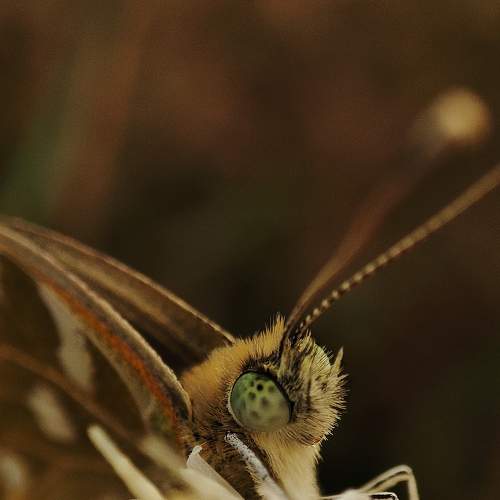 Photo #8627127
